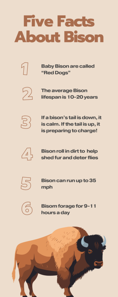 Infographic displaying fun facts about Bison