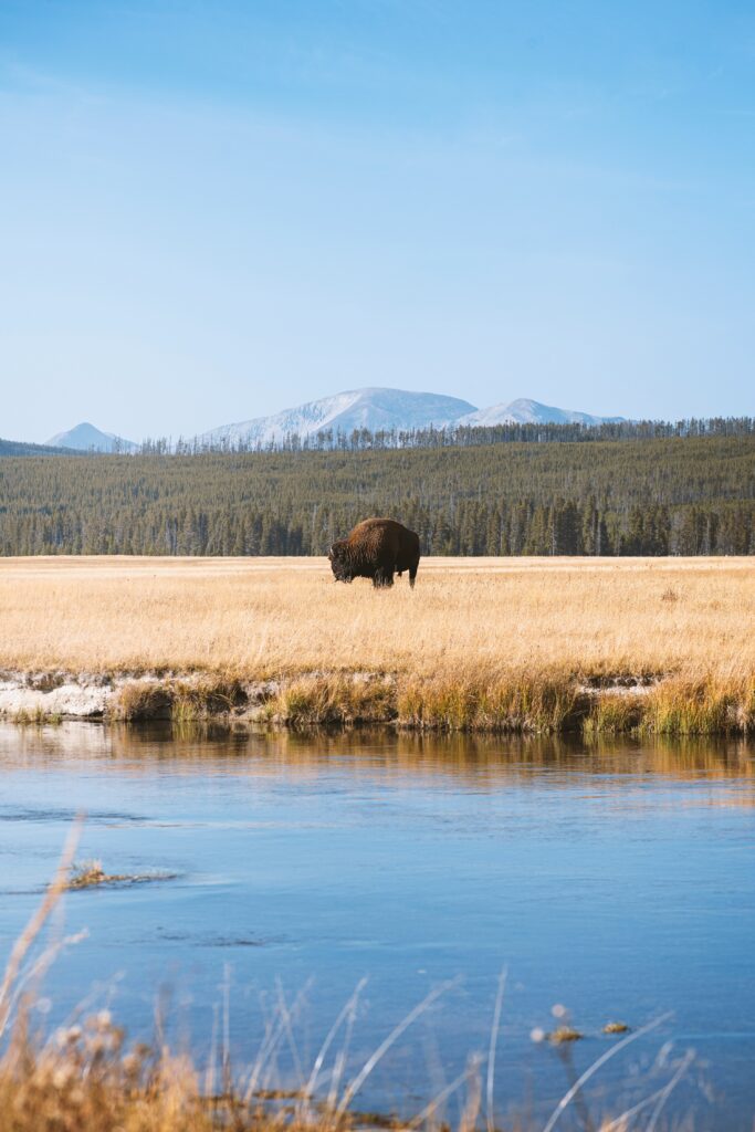 Buffalo by a river in the national park