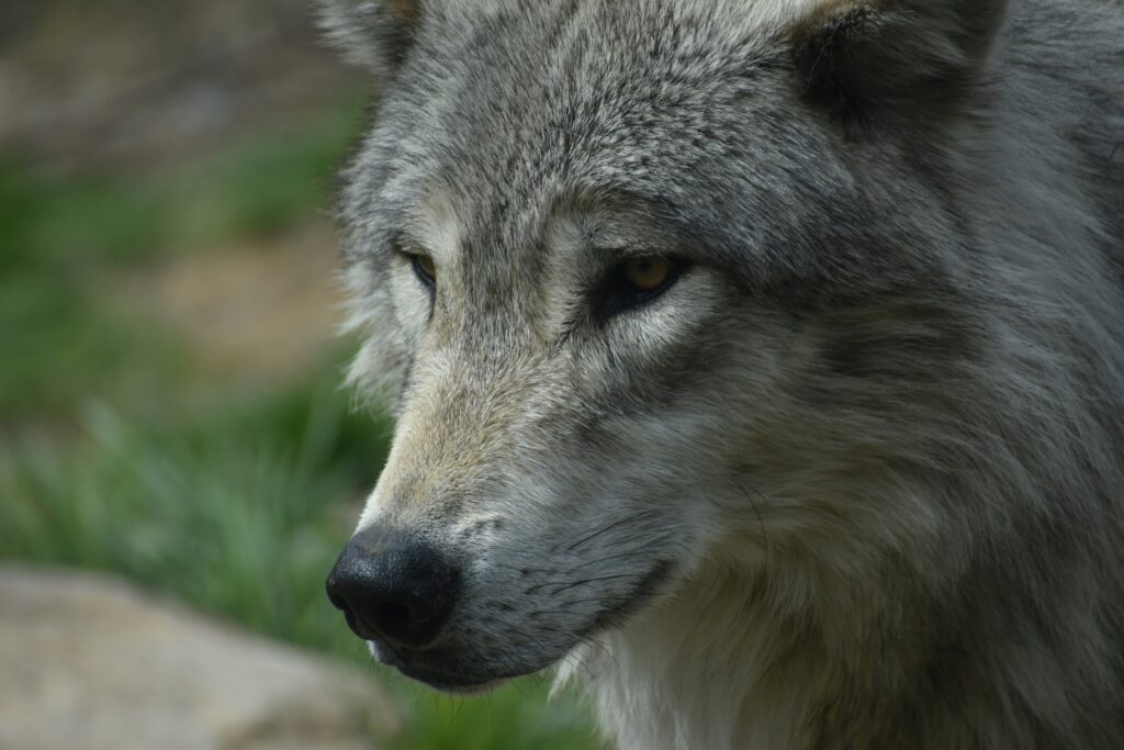 Wolf in Teton National Park