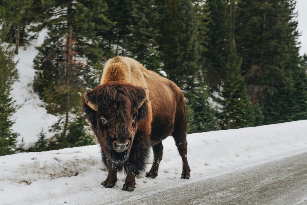 Bison on the side of the road in Teton National Park